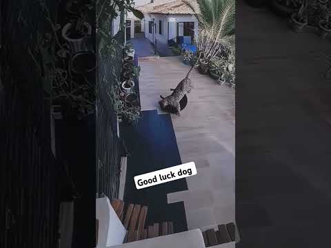 Good luck dog #duet #animalrights #animalwelfare #dog #animals #fyp #fyp #fyp #fyp #fyp #fyp #dog