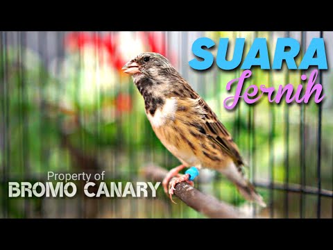 BLACKTHROAT CHIRPING CLEAR SOUND FOR CANARY MASTERING #02