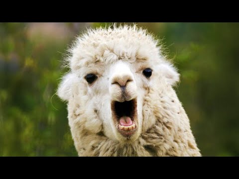 Llama & Alpaca Spit Attacks: The Ultimate Hawk Tuah Compilation