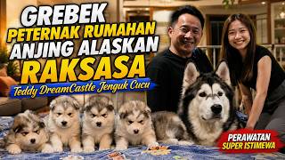 Grebek Peternak Rumahan Anjing Alaskan Raksasa
