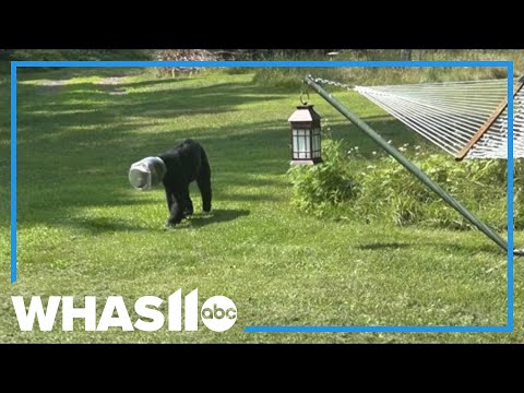 YouTube video thumbnail: Wisconsin Family Rescues Bear With Jar Stuck on Its Head