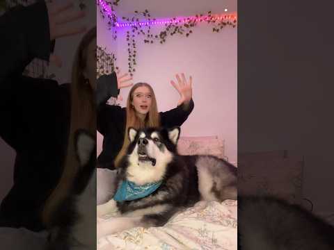 YOU WANTED TO SEE BUBBAS VERSION SO HERE IT IS !!😂 #alaskanmalamute #wiggleyourears #dog #dogtrend