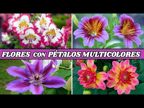 FLORES MULTICOLORES para DECORAR tu JARDÍN