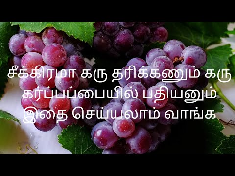 சீக்கிரமா கருத்தரிக்க வேண்டுப பையில் பதியனும் என்ன எல்லாம் செய்யலாம் பார்க்கலாம் வாங்க