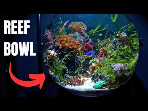 I MADE A NANO REEF BOWL AQUARIUM WITHOUT A FILTER! Easy Step by Step Tutorial