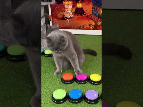Кот Просто Хотел Кушать, Вечно Голодные Коты 🤣