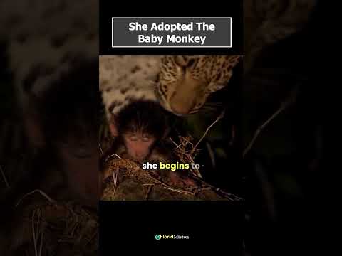 She Adopted The Baby Monkey 💖