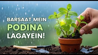 Barsaat Mein Podina Lagane Ka Asaan Tareeqa | How to Grow Mint at Home Easily