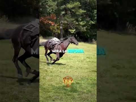 Montar su caballo favorito una ultima vez...🐴❤️🕊️