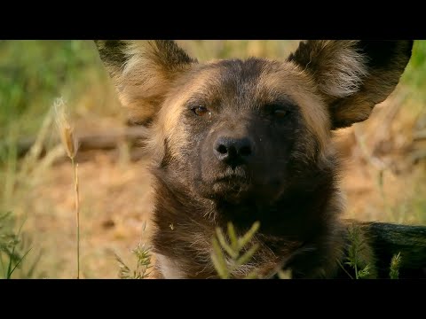 Surviving South Africa’s Deadliest Wildlife | Fierce