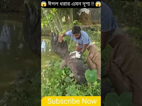 এই দুঃসাহসী লোকটি কি ঈগলটিকে কব্জা করতে পারবে? #shorts