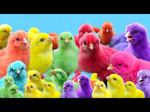 Exploring Millions of Animals, Cute Chickens, Colorful Chickens, Rabbits, Ducks, Chicken Feathers