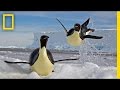 Emperor Penguins: Behavior and Adaptations