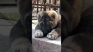 Hayyy Maşallah 🧿 #kangal #puppy