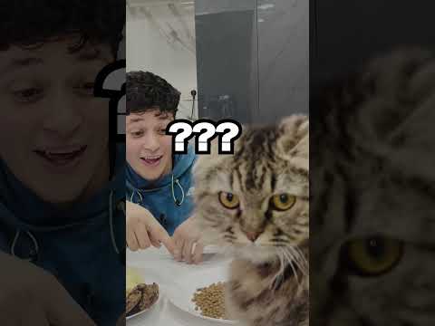 جبت ل قطتي اكل ب1000$!