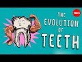 Understanding the Marvel of Teeth