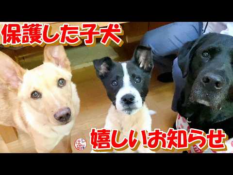 【ﾌﾞﾘｰﾀﾞｰﾚｽｷｭｰ　繁殖猫　保護犬】嬉しいお知らせがあります!(^^)!＋おまけコーナー