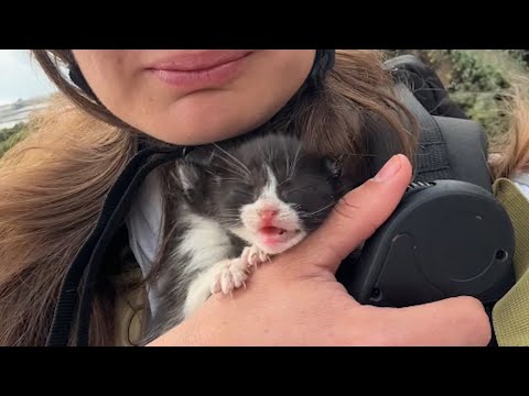 Tourist hears kittens crying for help. See her incredible response.