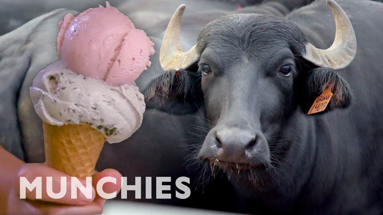 Farm to Cone - The Ice Cream Show Episode 8