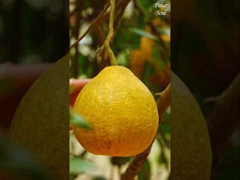 đ āĻŦāĻžāϤāĻžāĻŦāĻŋ āϞā§āĻŦā§āϰ āĻļāĻžāĻāϏ āĻāϰ āĻā§āϏāĻž āĻĻāĻŋāϝāĻŧā§ āĻŦāĻžāύāĻžāϞāĻžāĻŽ āϏā§āϏā§āĻŦāĻžāĻĻā§ āĻŽā§āϰāĻŦā§āĻŦāĻž āĻāϰ āĻā§āϝāĻžāĻŽ! #shorts