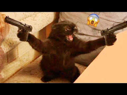 Funniest Videos 2023 😂 Best Cats and Dogs Videos 😹🐶 Part 02