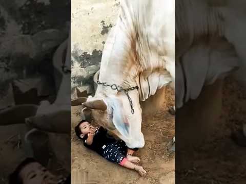 माता और बच्चे का प्यार 🐄🙏#shorts#youtubeshorts #tranding #cowvideos