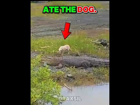 The Crocodile's Attack On The Dog ☠️#edit #animals #viralvideo