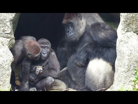 Ringo Always Has Food, and D'jeeco and Jabali Are So Jealous!😆🍅🥕林戈隨時有吃的，迪亞哥和呷百二好羨慕