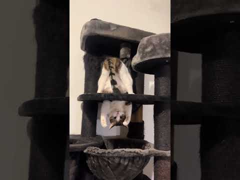 Why are cats so WEIRD??? 😂😂😂 #cat #funny #funnycat #pets