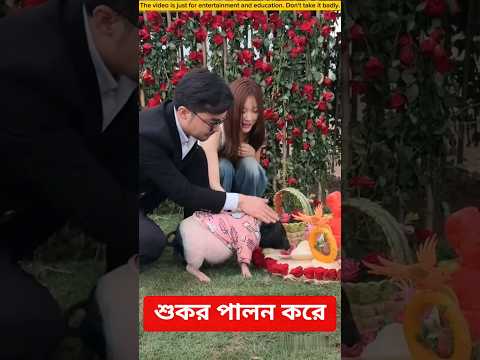 দেখুন কিভাবে শুকর পালন করে # entertainment video #funny video # shorts video