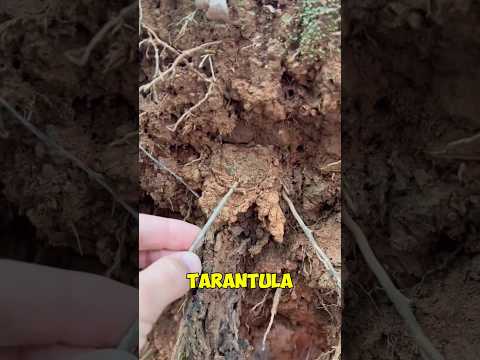 The Invisible Tarantula Nest!
