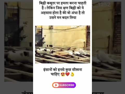 💗💗🌹बिल्ली कबूतर पर हमला करना चाहती है। लेकिन जिस क्षण बिल्ली को अहसास#popular#motivation#dkmotivitio