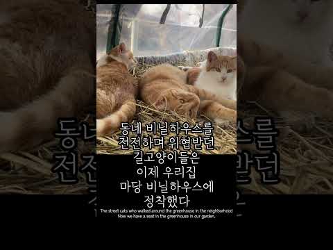 추운 겨울 길고양이들을 위한 대형 비닐하우스를 만들어주었다#shorts