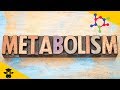 Understanding Metabolism