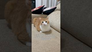 TREND DE CONTAR PIADA PRO GATO