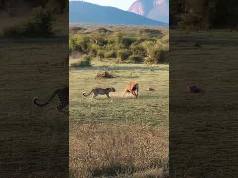 Leopards can't get any benefit from hyenas #wildlifeentertainment #animals #animallife #nature