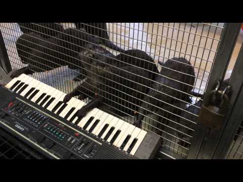 Super Cute Otters Play The Keyboard! That's All You Need To Know Before Your Hearts Explode With Love!