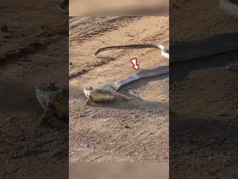 सांप 🐍 को लगा आसान शिकार, लेकिन Bull frog 🐸 ने पलट दिया पूरा खेल! ☠️ #animals