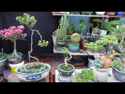 THỨ BẢY MÁU CHẢY VỀ TIM - TẠO DÁNG CÂY NGẪM SỰ ĐỜI ...!