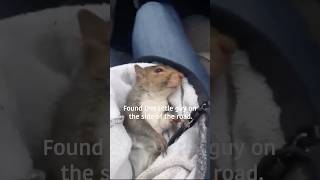 Squirrel one. Super random