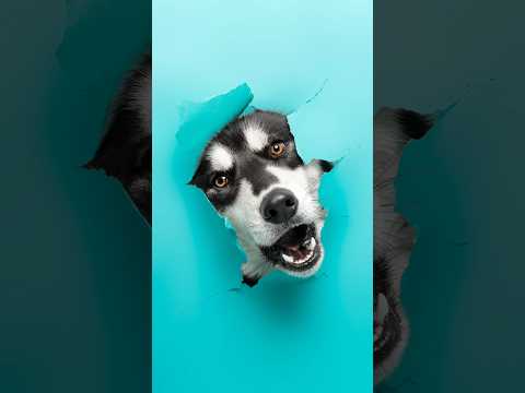 Ils diront toujours que c’est de l’IA 🤷‍♂️ #chien #dogs #photographie