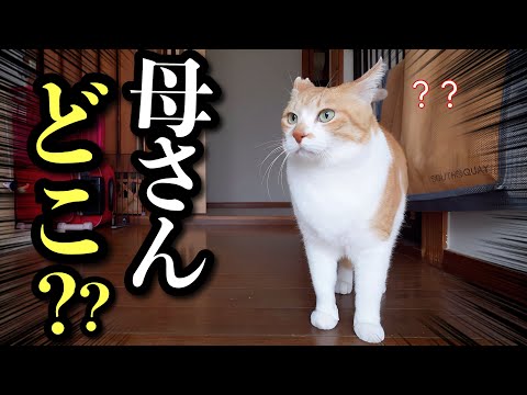 母の姿が見えないと家中探し回るマザコン猫