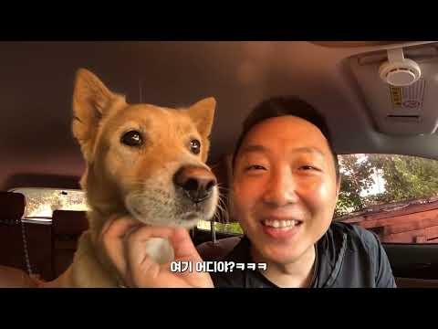 죽기 직전이었던 밤비의 견생 역전 시작🎉