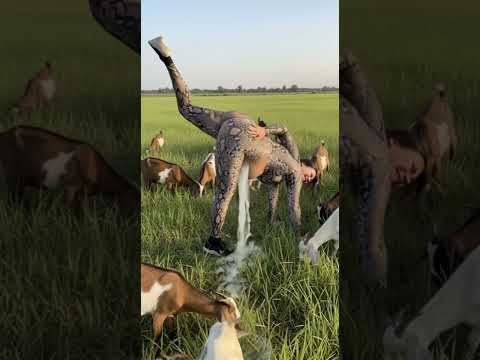 #snake #funny #memeclip