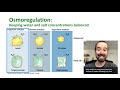 Cell Membrane Transport Mechanisms