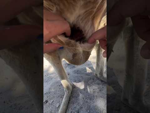 क्या Kangaroo Pouch में ही Devleope होता है.?