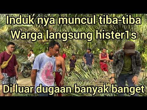 WARGA HISTER1S MELIHAT 5 ULAR KELUAR DARI DALAM TANAH DI SAWIT SAMPAI AMAR PD KEJAR-KEJARAN