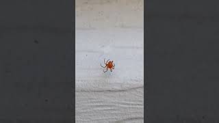 Spider Dance 🕸️🕷️🐶 #spiderdance #dogshorts #arachnid