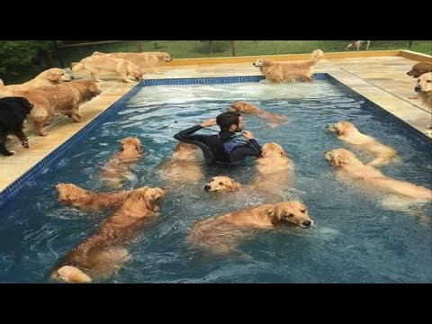 Funny and Cute Golden Retriever Videos That Will Change Your Mood For Good - Golden Retriever life