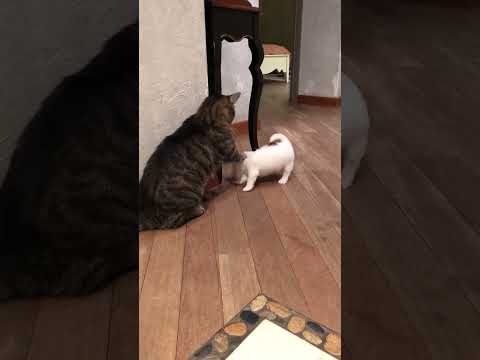 R E S P E C T #cats #funnycats #dogs #catshorts